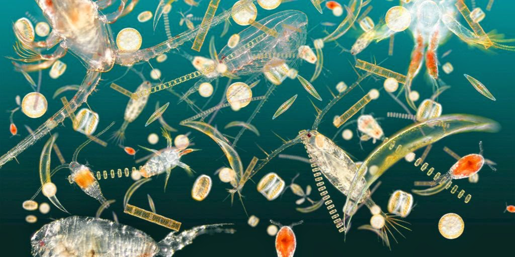 Phytoplankton: The Invisible Forest